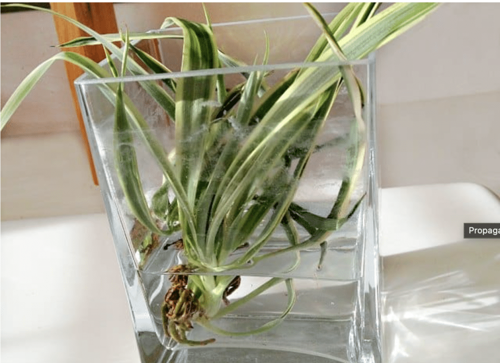 propagating hawaiian spider plant in water